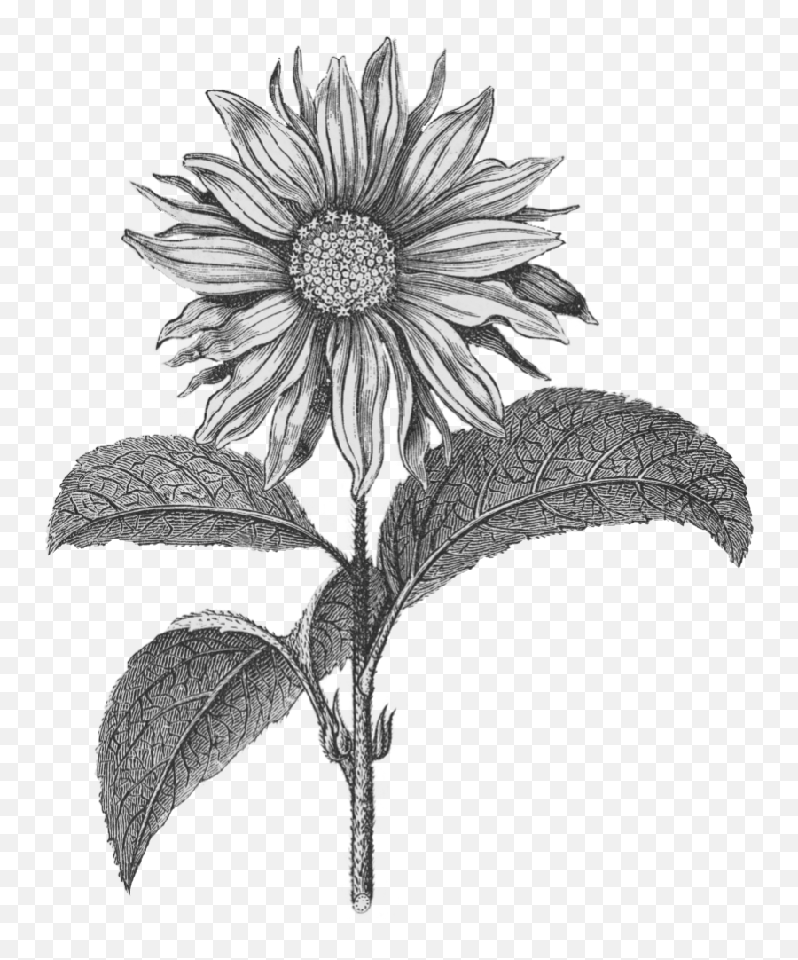 Paperesse Vintage Sunflower Png Imageu2014friday Freebie - Black And White Botanical Illustrations,Sun Flower Png