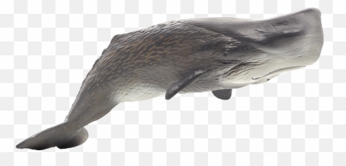 Download Hd Sperm Whale Transparent Png Image - NicePNGcom White Background