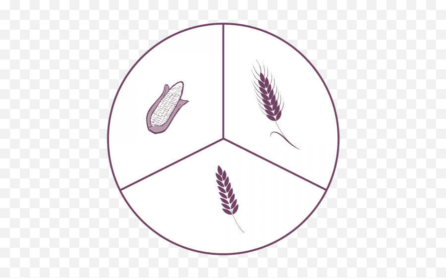 Comparative Analysis Of Fusariotoxins Occurrence In Wheat - Circle Png,Wheat Logo