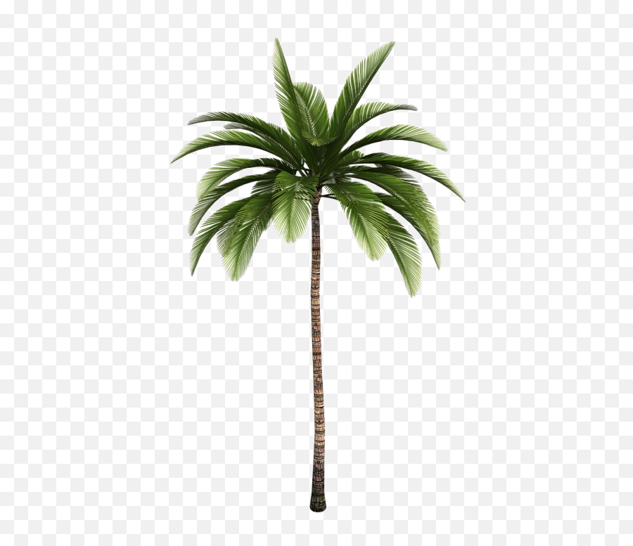 Tropical Palm Tree Background Png Image Play - Palm Tree Icon Transparent,Tropical Png