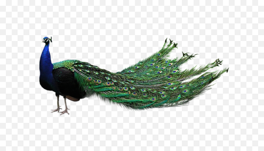 Peacock Png - Peacock Png,Peacock Png