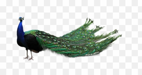 Peacock Png - Peacock Png,Peacock Png