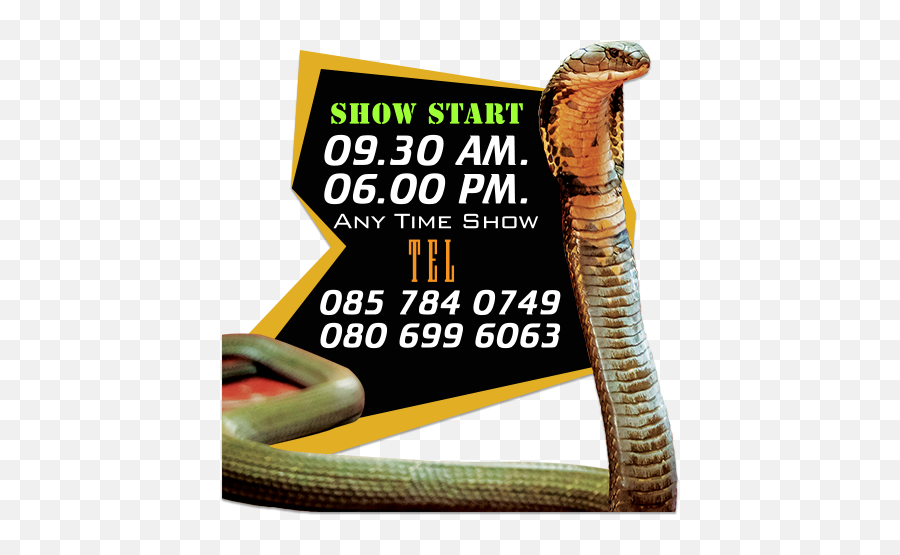 Cobra Show - Rotten In The State Png,King Cobra Png