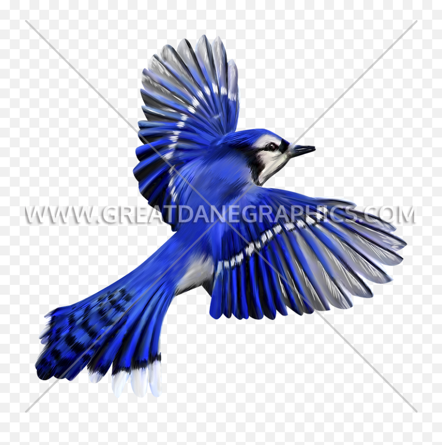 Blue Jay Flight Production Ready Artwork For T - Shirt Printing Blue Jay Flying Png,Blue Jay Png