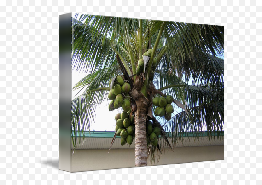 Coconut Tree Loaded With Green Coconuts By The Mears - Coconut Tree With Coconuts Png,Coconuts Png