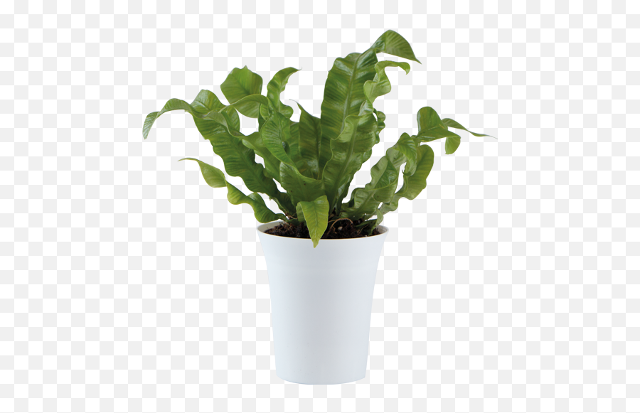 When Small Becomes Great - The Gardians Flowerpot Png,House Plant Png