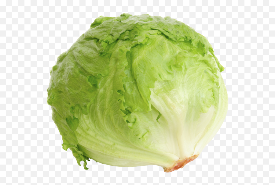 Iceberg Lettuce - Levarht Lettuce Iceberg Png,Salad Transparent Background