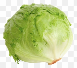 Iceberg Lettuce - Levarht Lettuce png