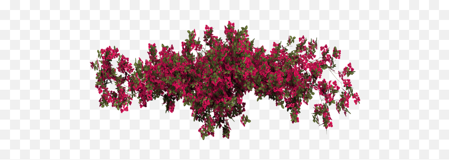 Download Report Abuse - Bougainvillea Png,Bougainvillea Png