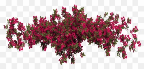 Download Report Abuse - Bougainvillea Png,Bougainvillea Png