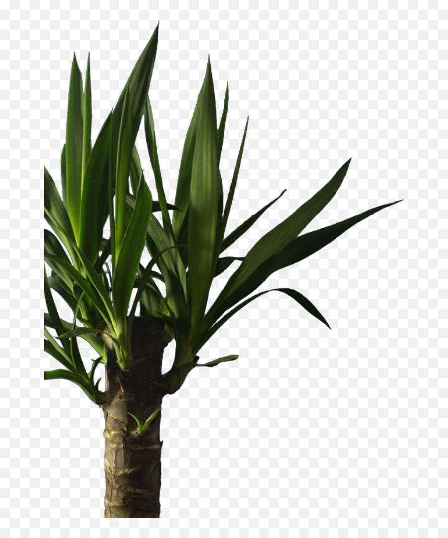 About Our Izote Palki - Houseplant Png,Yucca Png