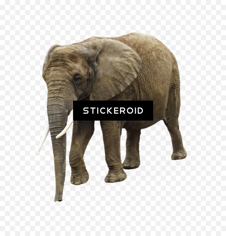 Hd Animals - Gajah Png,White Elephant Png