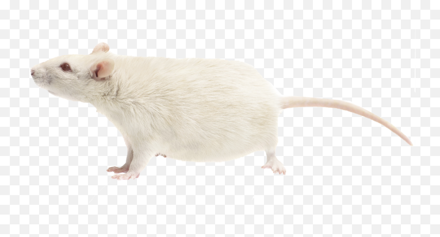Download Rat Png Free - Mouse,Rat Png