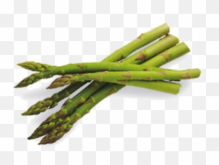 Asparagus - Long Green Vegetable Stick Png,Asparagus Png