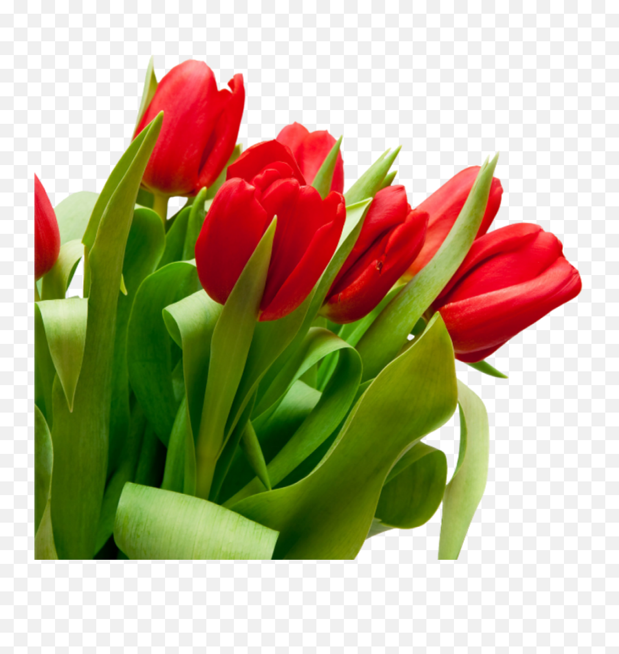 Bouquet Flowers Png - Flowers Png In White Background,Spring Flowers Png