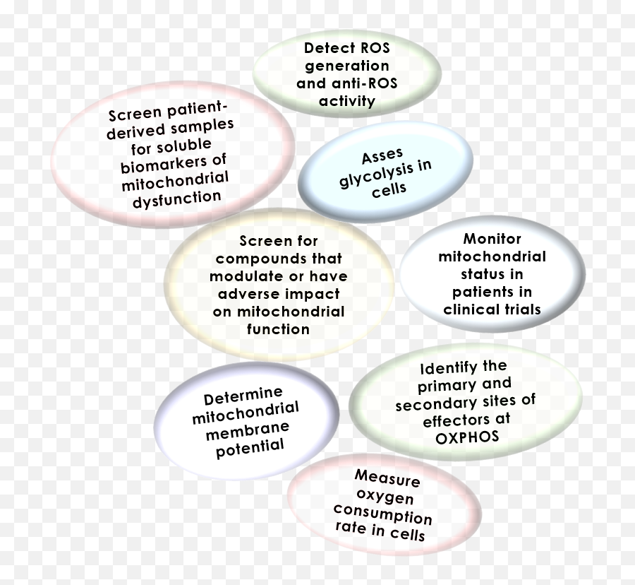 Bioenergetics - Circle Png,Mitochondria Png
