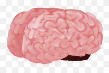 Brain Png Image
