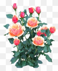 Script Library - Rose Plant Transparent Background png