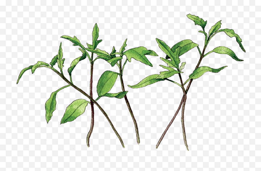 Growing Tomatoes From Seed - Buckwheats Png,Tomato Plant Png