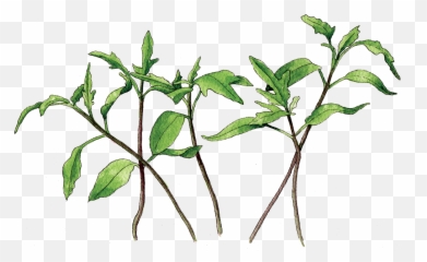 Growing Tomatoes From Seed - Buckwheats Png,Tomato Plant Png