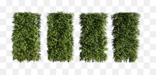Can Select It And Copy Using Ctrl C - Hedge Png,Hedge Png
