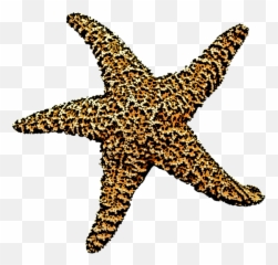 Starfish - Starfish Png,Starfish Transparent Background