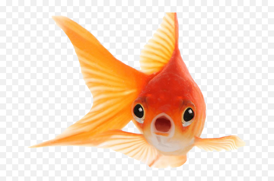 Goldfish Png Transparent Background - Goldfish Hd Images Png,Fish Transparent Background