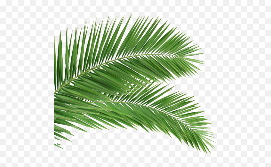 Download Coconut Leaf Frond Tree Arecaceae Palm Clipart Png - Palm Sunday Images 2020,Palm Fronds Png