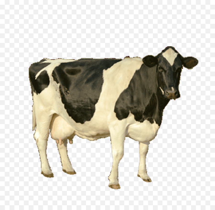 Download Cow Png Image For Free - Cow High Resolution Png,Cattle Png