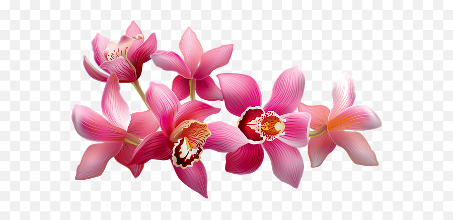 Orchids Flowering Pink - Free Image On Pixabay Moth Orchids Png,Orchids Png