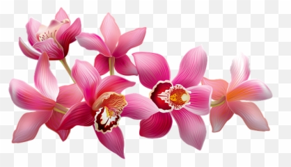 Orchids Flowering Pink - Free Image On Pixabay Moth Orchids Png,Orchids Png