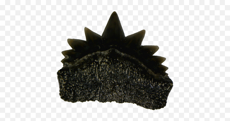 Fossil Seven Gill Shark Teeth Png