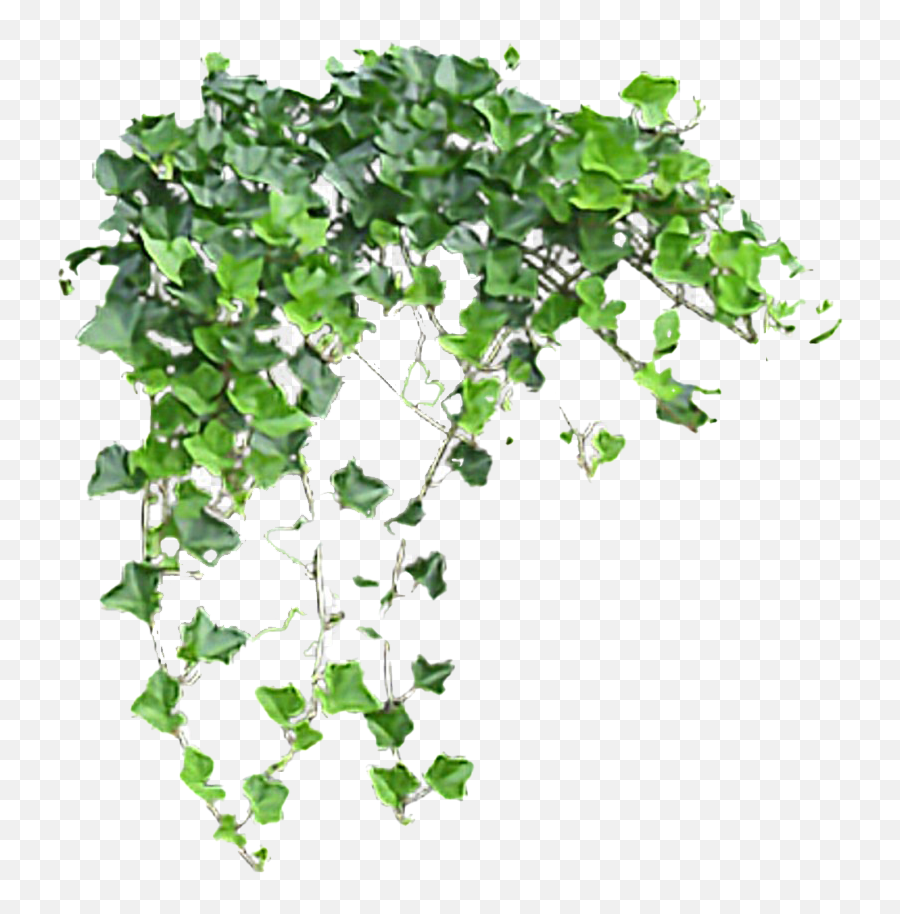 Ivy Transparent Images Png - Ivy Transparent Png,Ivy Transparent