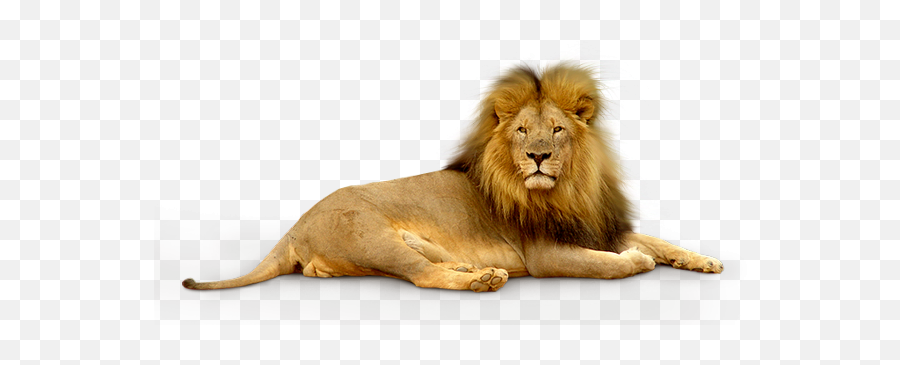 Lion Png Image 59860 - Web Icons Png Lion Transparent Background,Lion Crown Icon