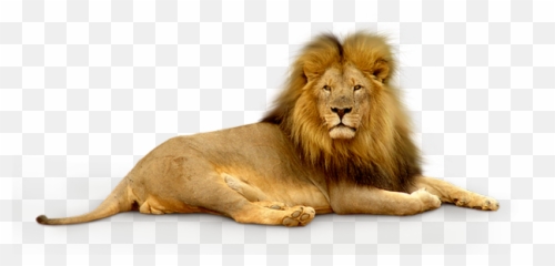 Lion Png Image 59860 - Web Icons Transparent Background