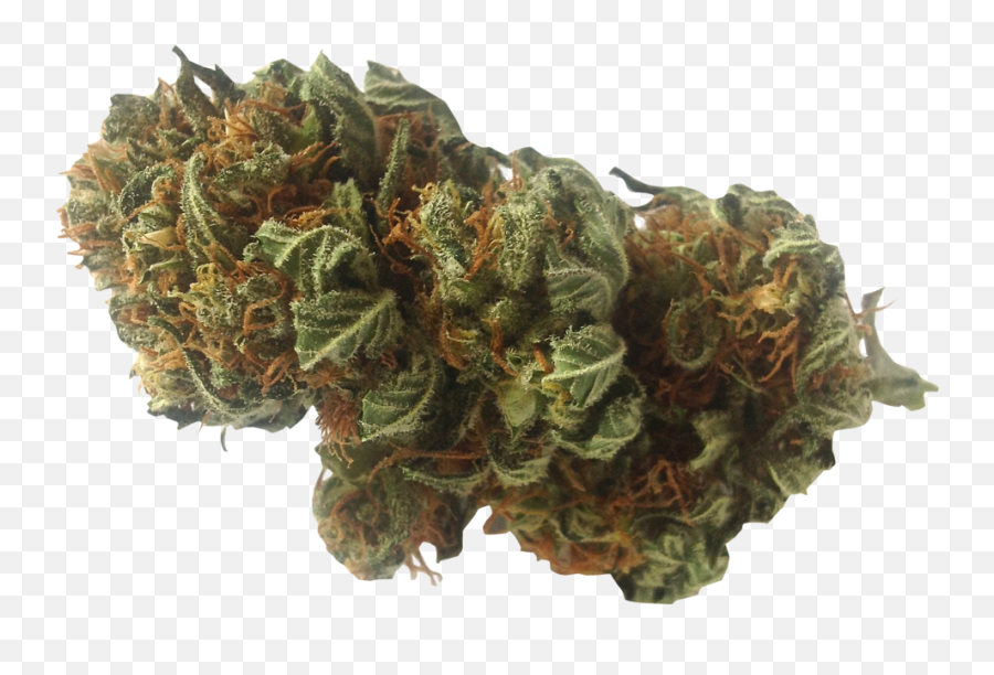 Download Hd Marijuana - Weed Nugget Png Transparent Begonia,Marijuana Transparent