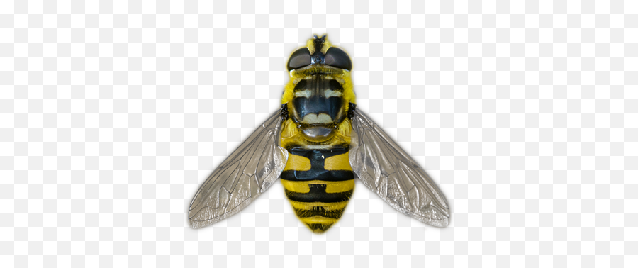 Sander - Parasitism Png,Hoverfly Icon