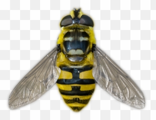 Sander - Parasitism png