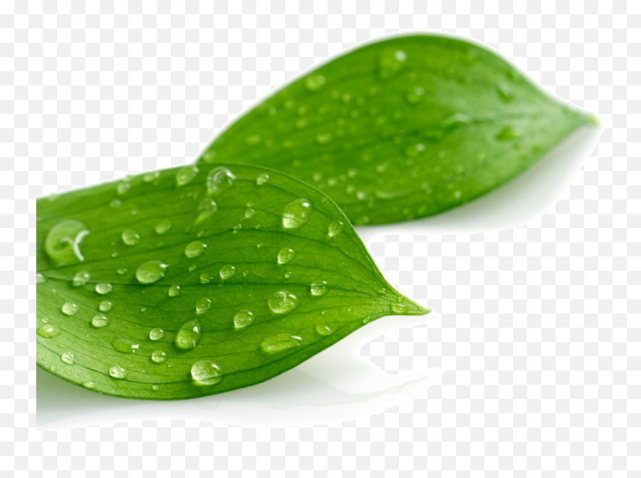 Download Case Study Greenvinyl - Leaf Water Drops Png Transparent,Water Drops Transparent