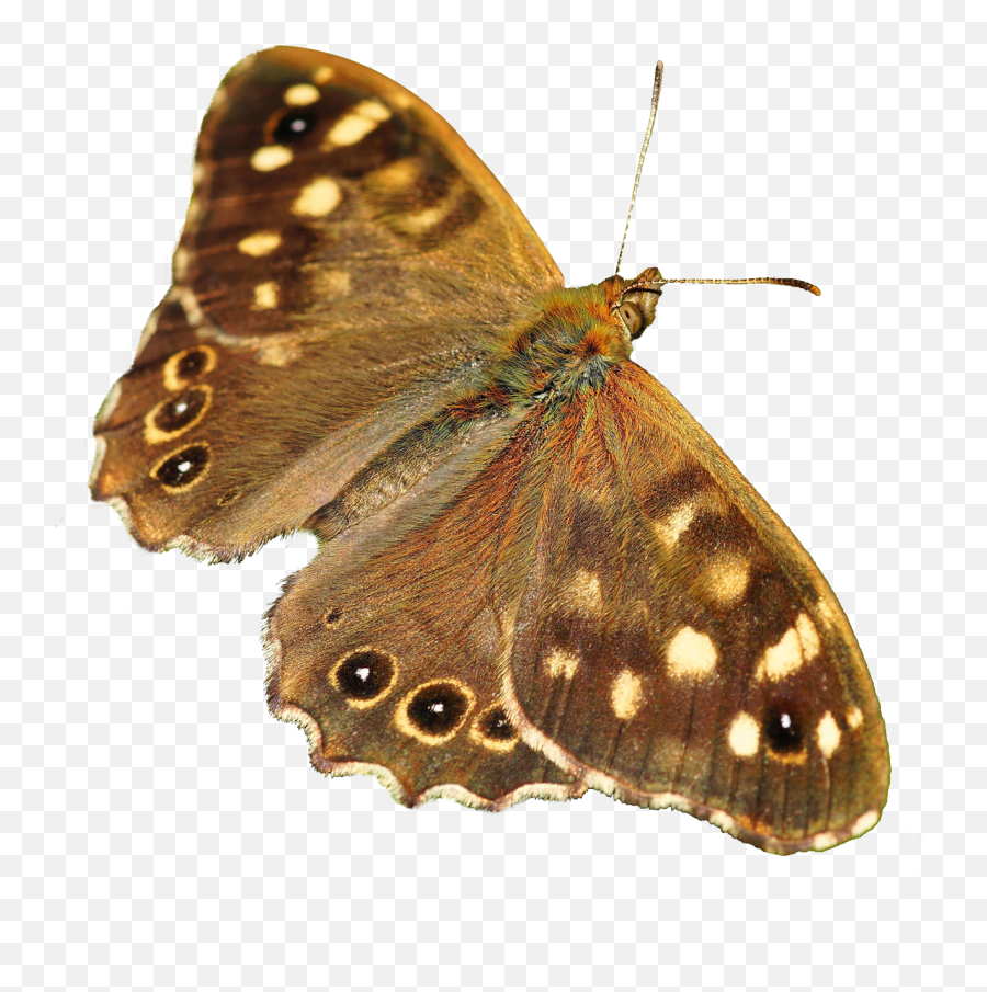 Download Butterfly Png Image For Free - Moth Transparent,Butterflies Transparent Background