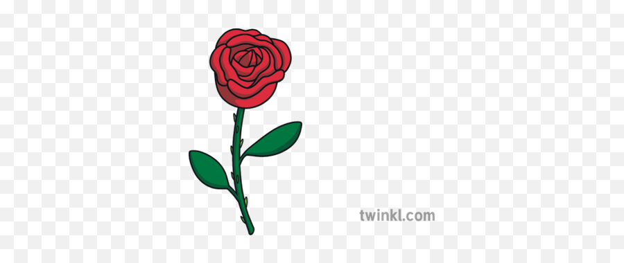 Beauty And The Beast Rose Ks1 Flower Flora Nature Gardening - Garden Roses Png,Beauty And The Beast Rose Png