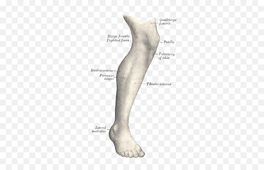 Human Leg - Wikipedia Jimmy Legs Png,Legs Transparent