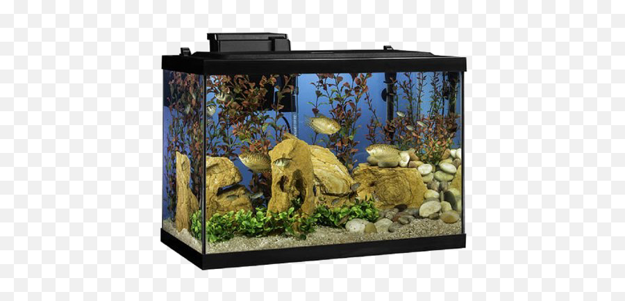 Aquarium Fish Tank Png Transparent Images All - 20 Gallon Fish Tank,Fish Png Transparent