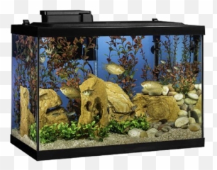 Aquarium Fish Tank Png Transparent Images All - 20 Gallon Fish Tank,Fish Png Transparent