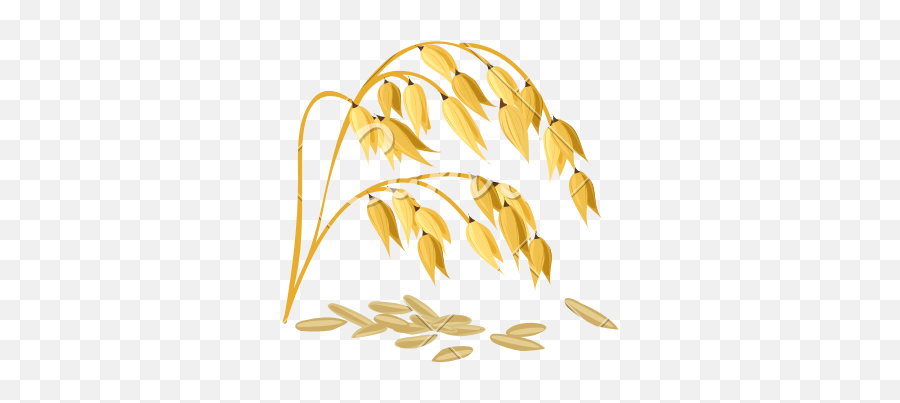 Wheat Vector Png - Logo Wheat Grain Vector,Wheat Logo