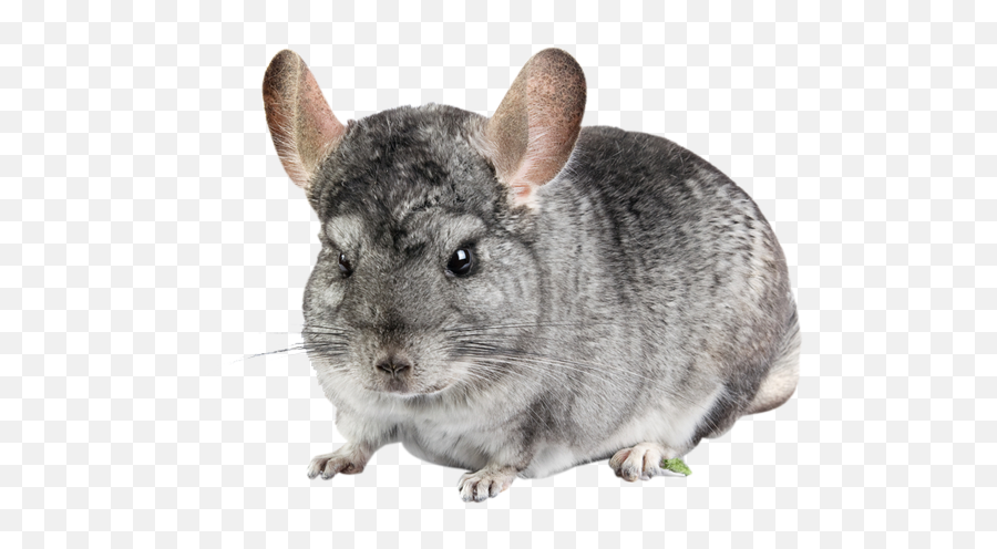 We Care For Pets - Chinchillas With No Background Png,Chinchilla Png