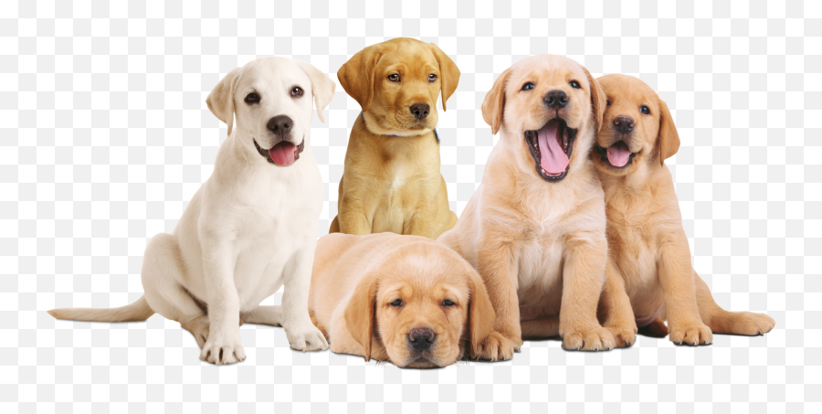 Cachorros Transparent Png Image - Razze Cani Da Appartamento,Cachorro Png