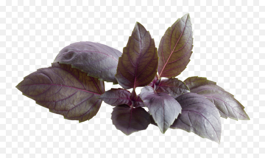 Red Basil - Red Leaf Plant Png Top View,Basil Png