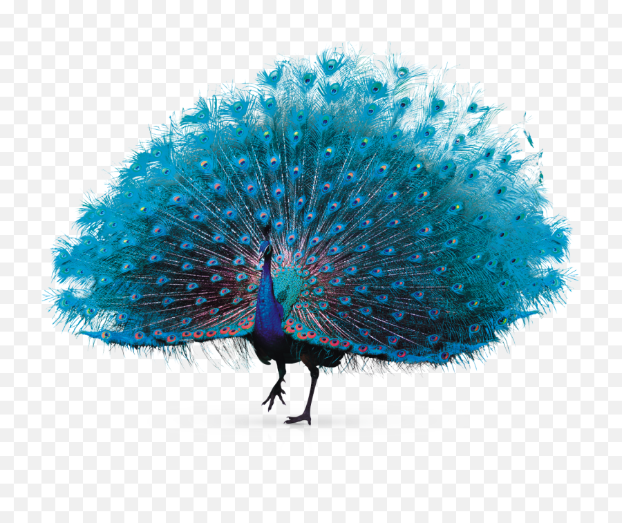 Feather Peafowl - Transparent Background Peacock Png,Peacock Png - free transparent  png images 