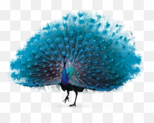 Feather Peafowl - Transparent Background Peacock Png,Peacock Png